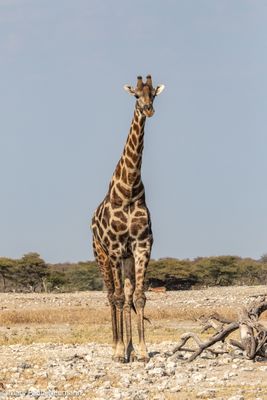 giraffe