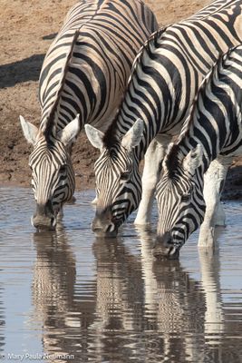 zebras