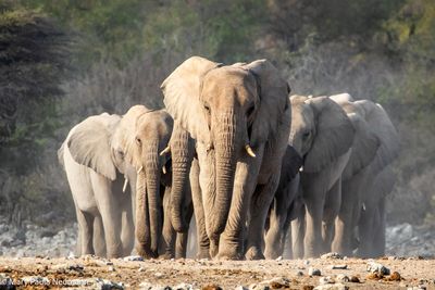 Namibia 2 - mostly wildlife