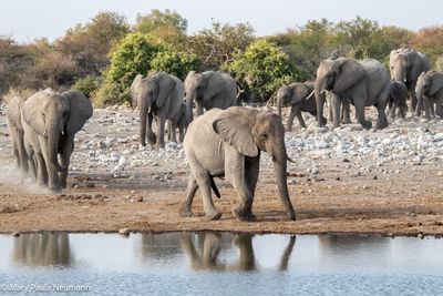 elephants