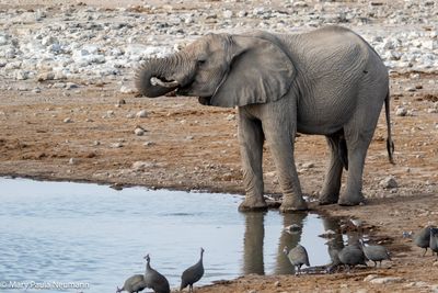 elephants