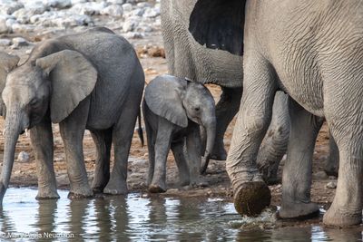 elephants