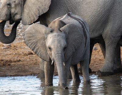 elephants