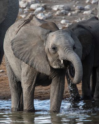 elephant