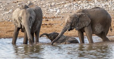 elephants getting wet