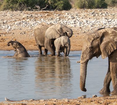 enjoying the watering hole