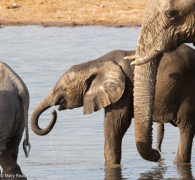 elephants