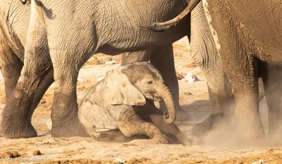 baby elephant