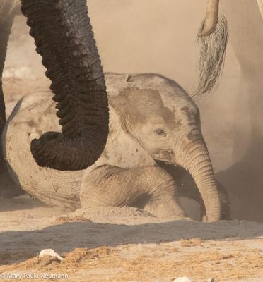 baby elephant