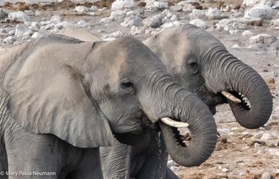 elephants