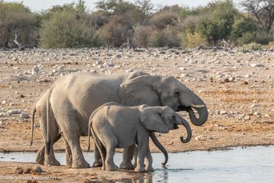 elephants