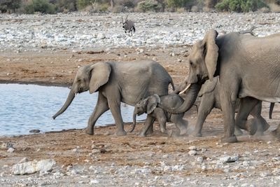 elephants