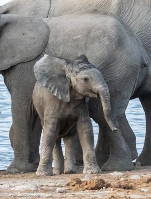 a happy elephant