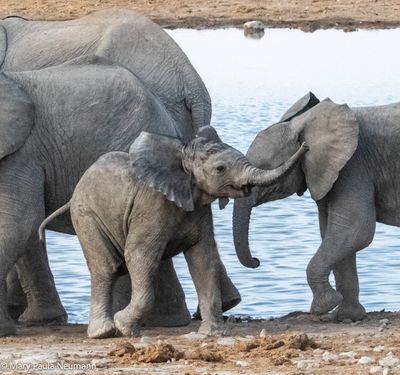 happy elephant