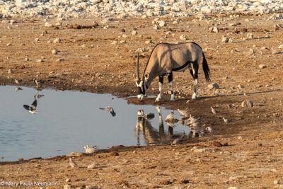 oryx