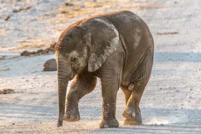 elephant