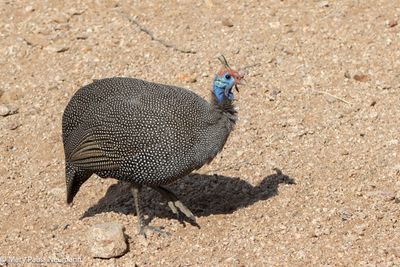 guinea fowl