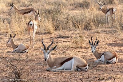 springbok