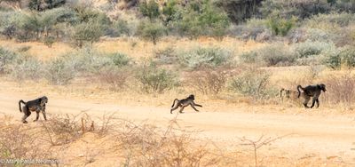 baboons
