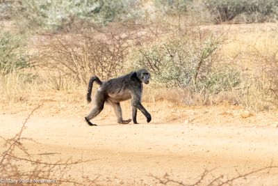 baboon
