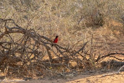crimson breasted shrike