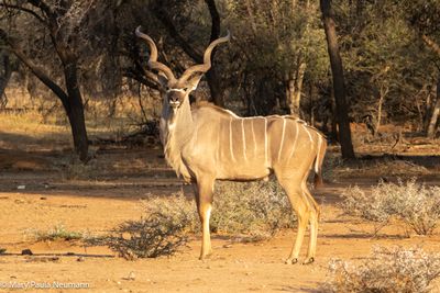 male kudu