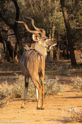 male kudu