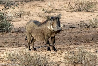 warthog