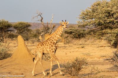 young giraffe