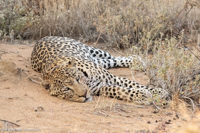 leopard after a big meal