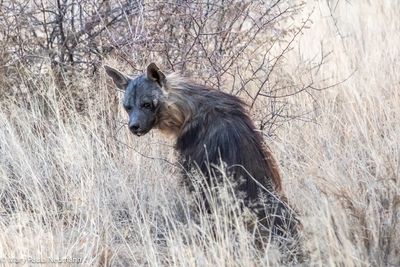 brown hyena