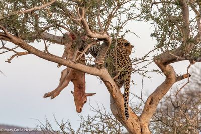 female leopard with fresh kill