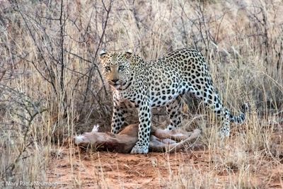 female leopard with fresh kill