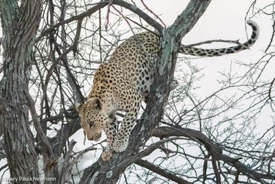 leopard