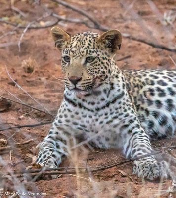 young leopard