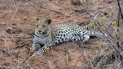 young leopard