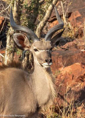 young male kudu