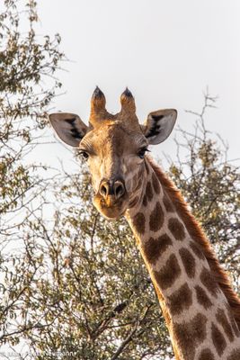 giraffe