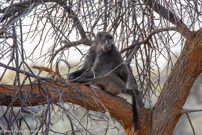 baboon