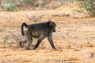 baboon