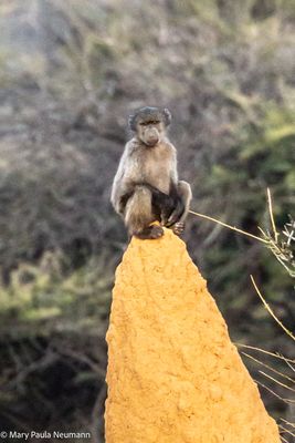 baby baboon on termite mound