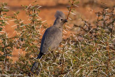 Grey Go-away bird