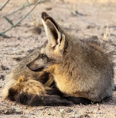 bat eared fox