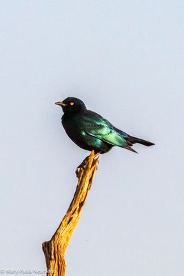 starling