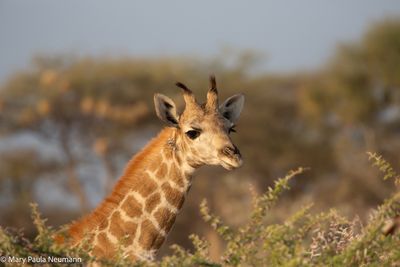 giraffe