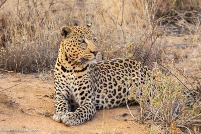 leopard