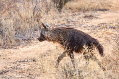 brown hyena