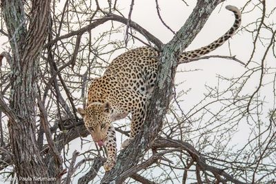 leopard
