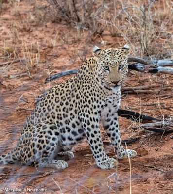 young leopard