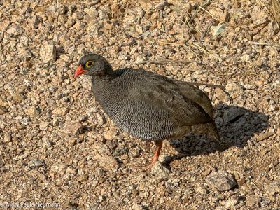 Redbilled Francolin